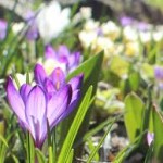 blomster