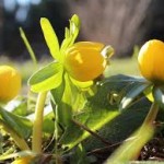 blomster-gule